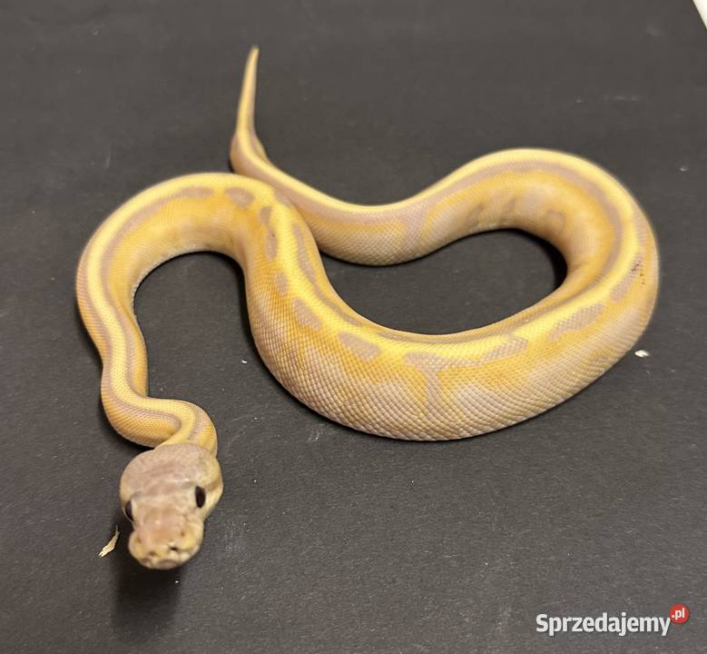 Pyton regius Banana Genetic Stripe Enchi Gady i płazy kujawsko-pomorskie