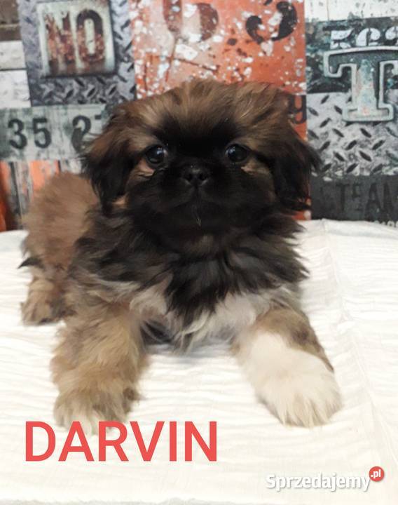 Pekińczyki gotowe do zminay domu