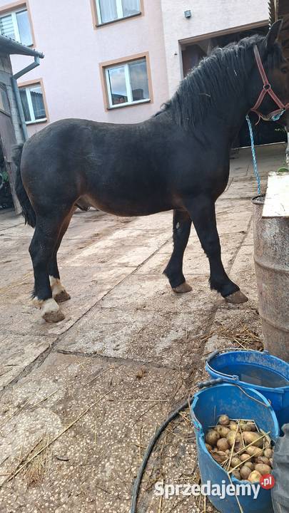 Sprzedam konia
