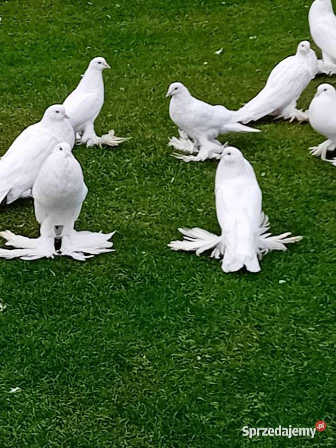 Garłacze pomorskie białe I ńiebieskie Siedlce
