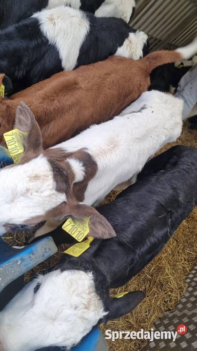 Sprzedam Byczki POLSKIE Piotrków Trybunalski