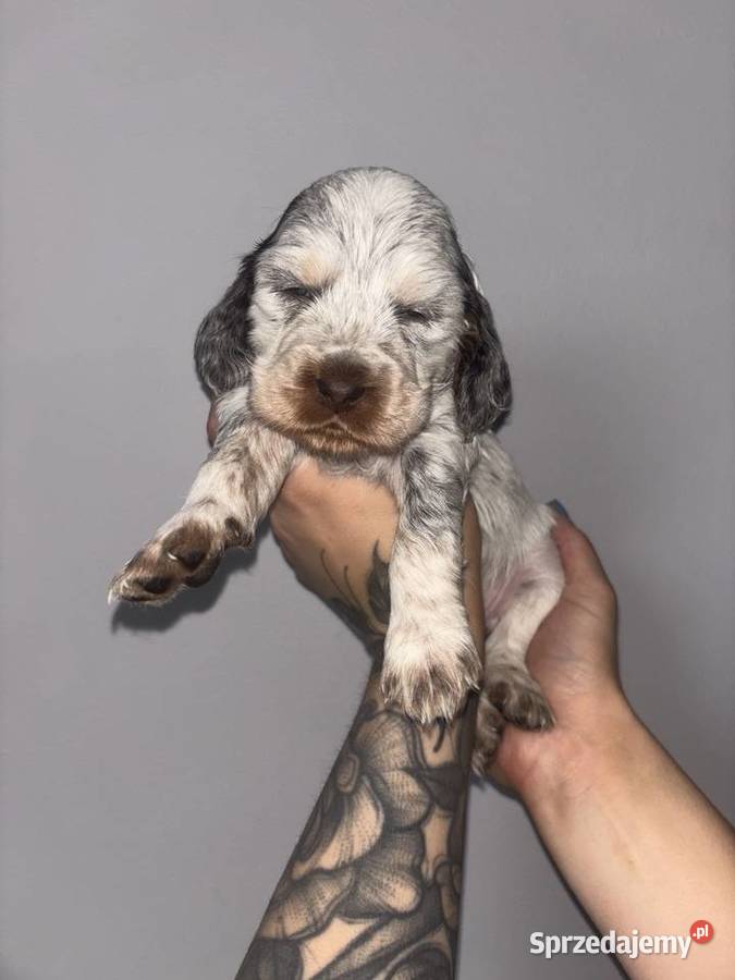 Cocker Spaniel Angielski piękne umaszczenia Cocker Spaniel Gdów