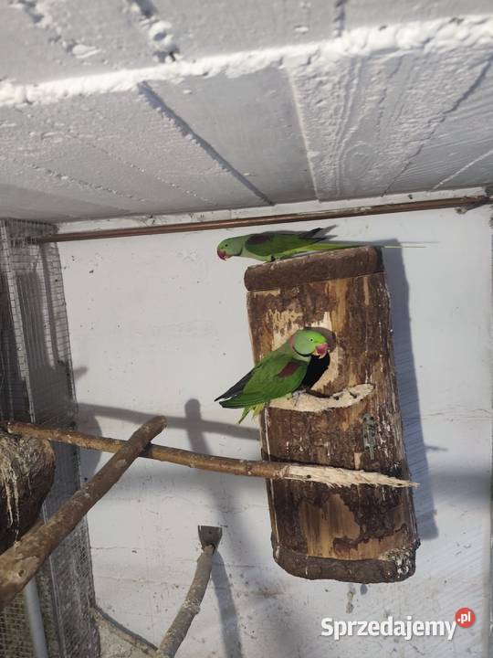 Aleksandretty wielkie dwa samce Pszczyna