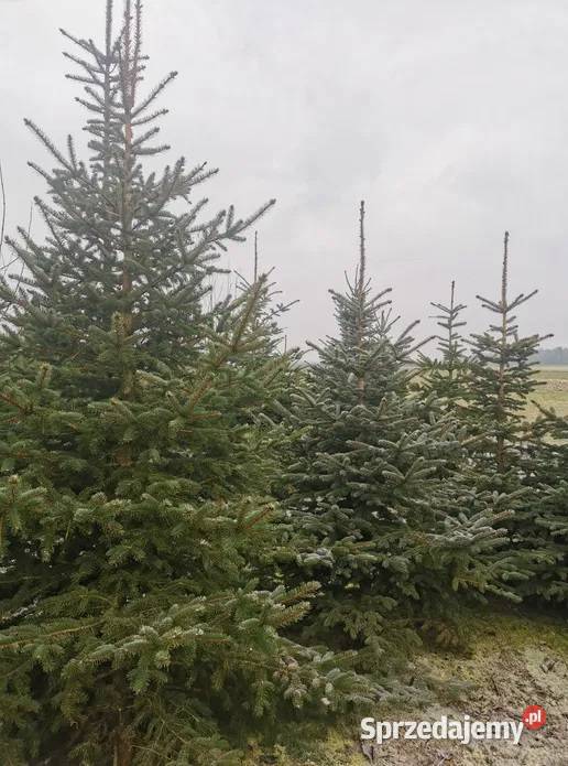 Choinki Świerk Srebrny Zwykły Duży Wybór Cięte Chełm