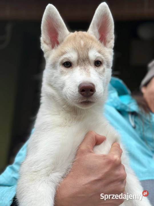 Siberian Husky Championach ZKwP FCI Kraków sprzedam