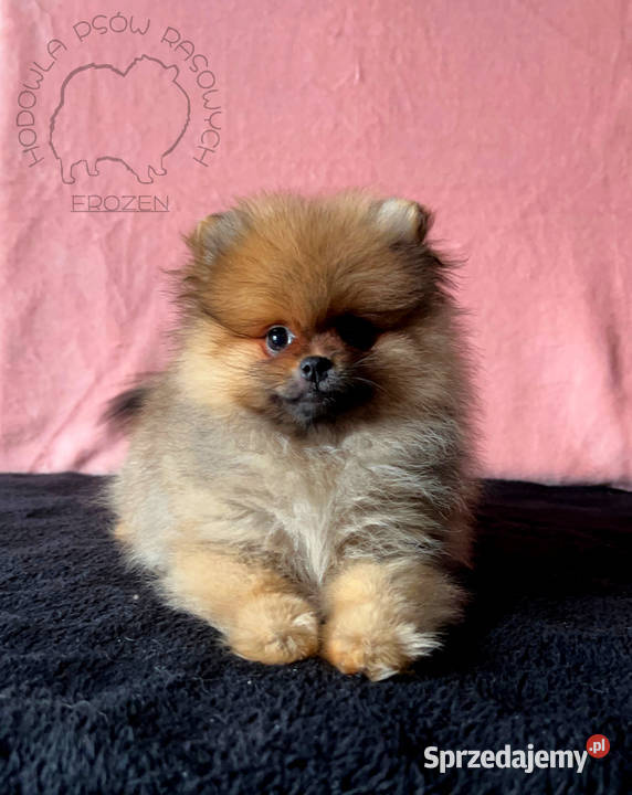 Szpic Miniaturowy Pomeranian suczki Łódź sprzedam