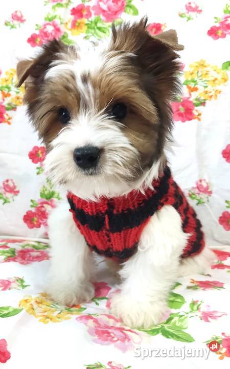 Do odbioru White Ocean Pearl YORK Śliczny piesek Opole