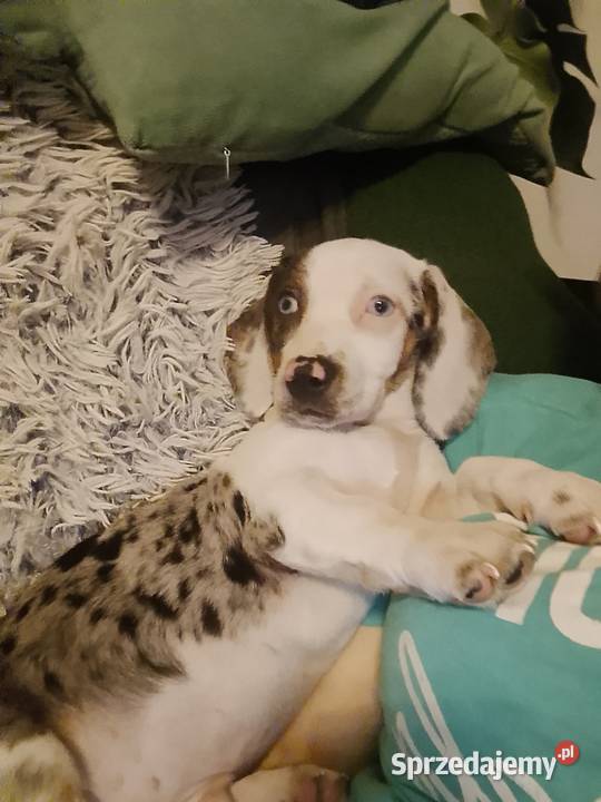 Jamnik standard merle Garbów sprzedam