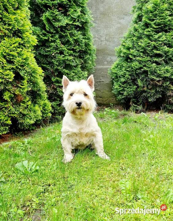 West Highland White Terrier West Highland White Terrier podlaskie Sokoły