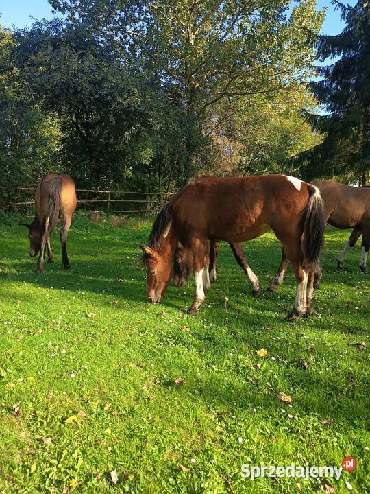 Sprzedam młode chucuły świętokrzyskie Wygoda