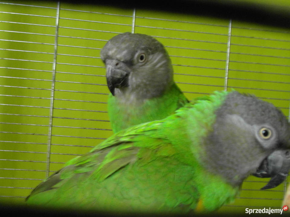 Sprzedam afrykanka senegalska dobrana para Pozostałe Stargard Szczeciński