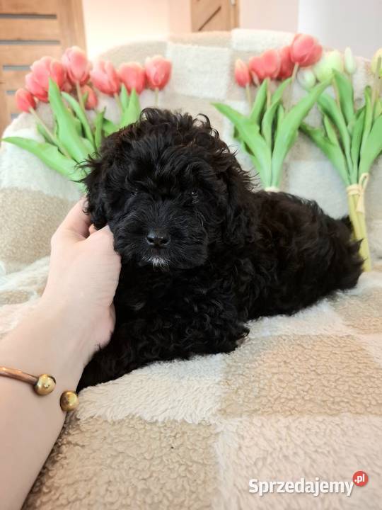 Shihpoo szczenięta szczenię Cavapoo Cocapoo Krasne