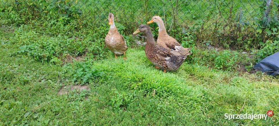 Kaczki staropolskie z 24 roku Drób i ptactwo
