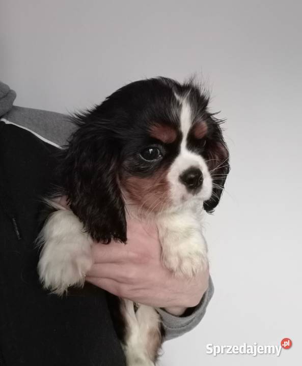 Cavalier King Charles Spaniel blenheim tricolor Cavalier King Charles Spaniel Częstochowa