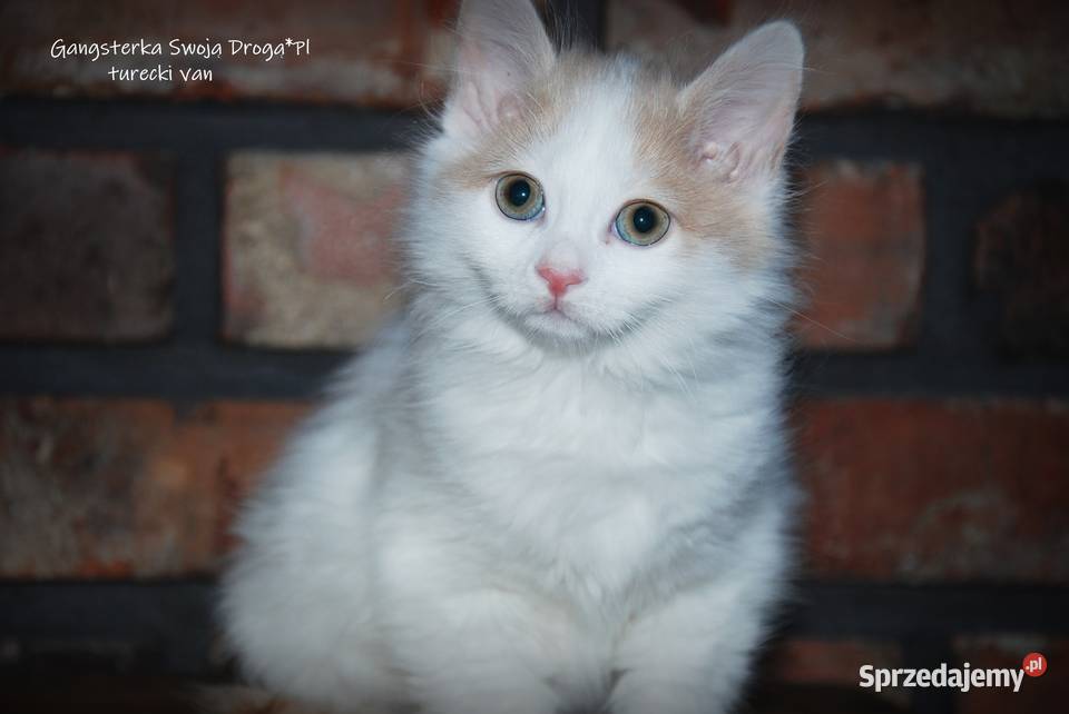 Gangsterka Swoją Drogą turecki van Pozostałe Zawiercie