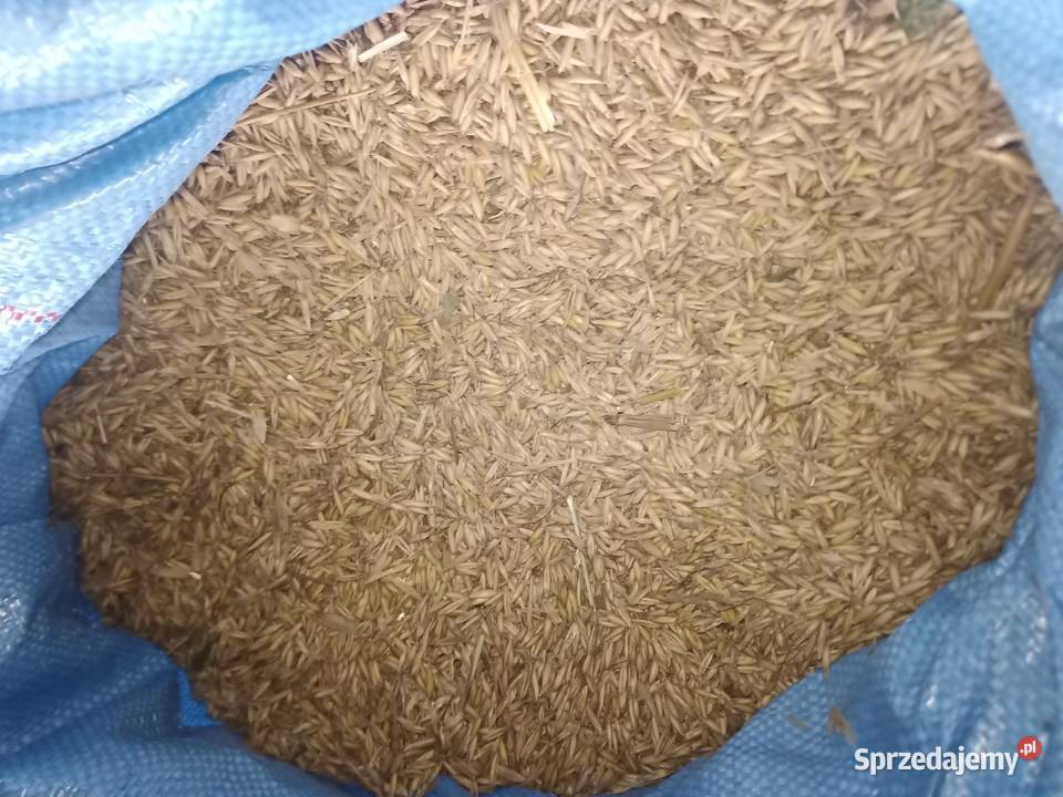 Owies zbiór 2025 Włosienica sprzedam