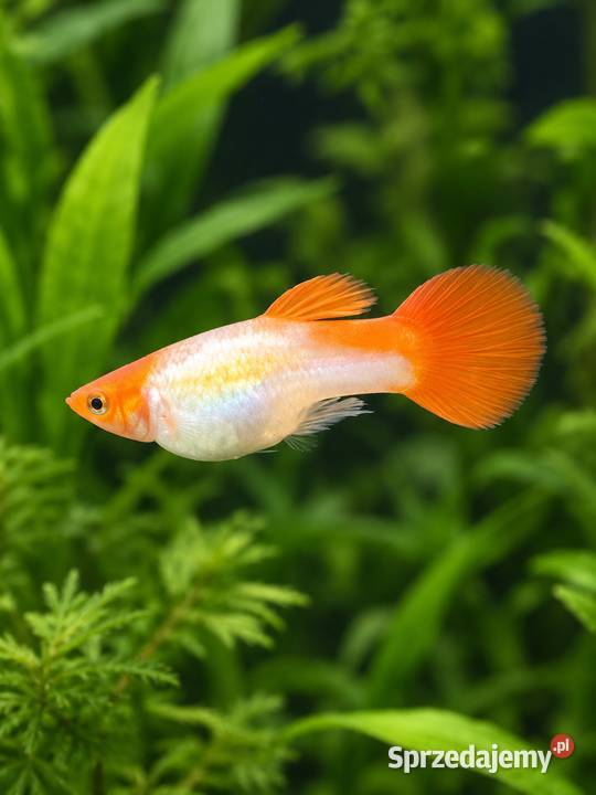GUPIK GOLDEN KOI POECILIA RETICULATA Piła
