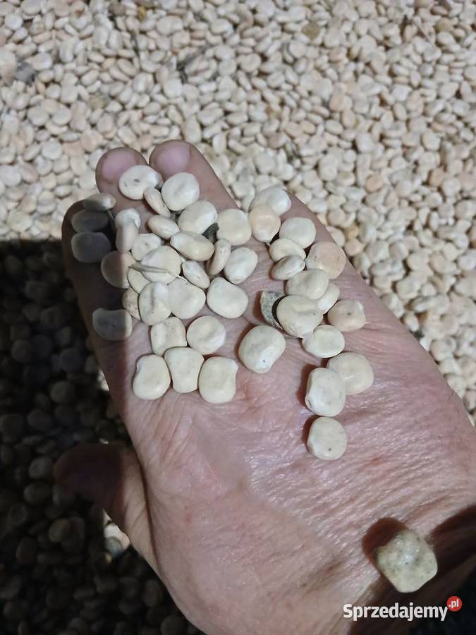 Sprzedam łubin Butan Rożnowo