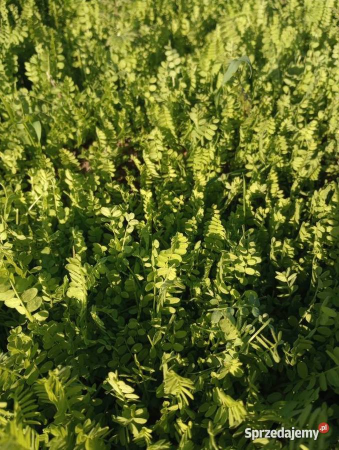 Seradela ekologiczna z certyfikatem Ekogwarancja Radomsko