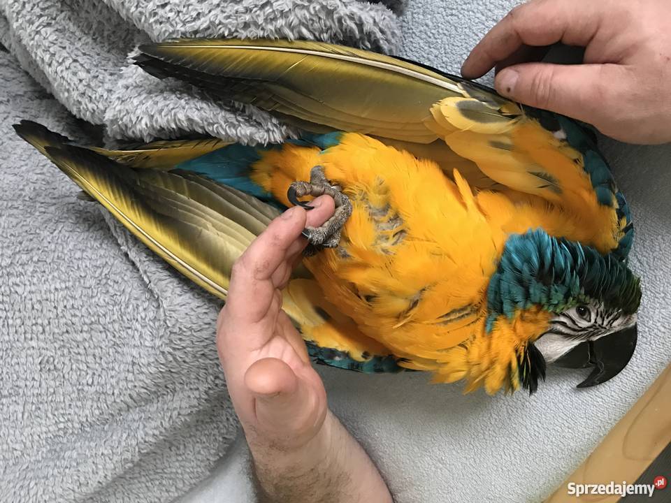 Papuga Ara Ararauna roczny samiec Żywiec