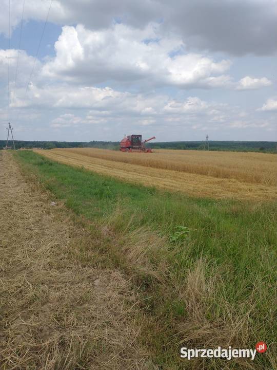 Sprzedam owies Bingo Zboża