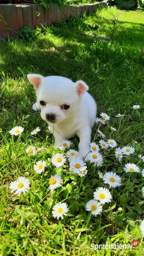 Chihuahua krótkowłosa suczka Czechowice-Dziedzice sprzedam