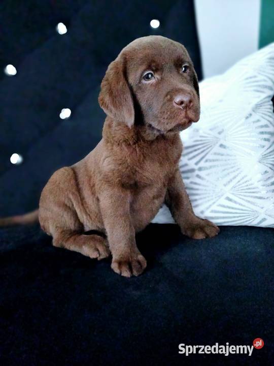 Labrador Retriever wielkopolskie Gostyń sprzedam
