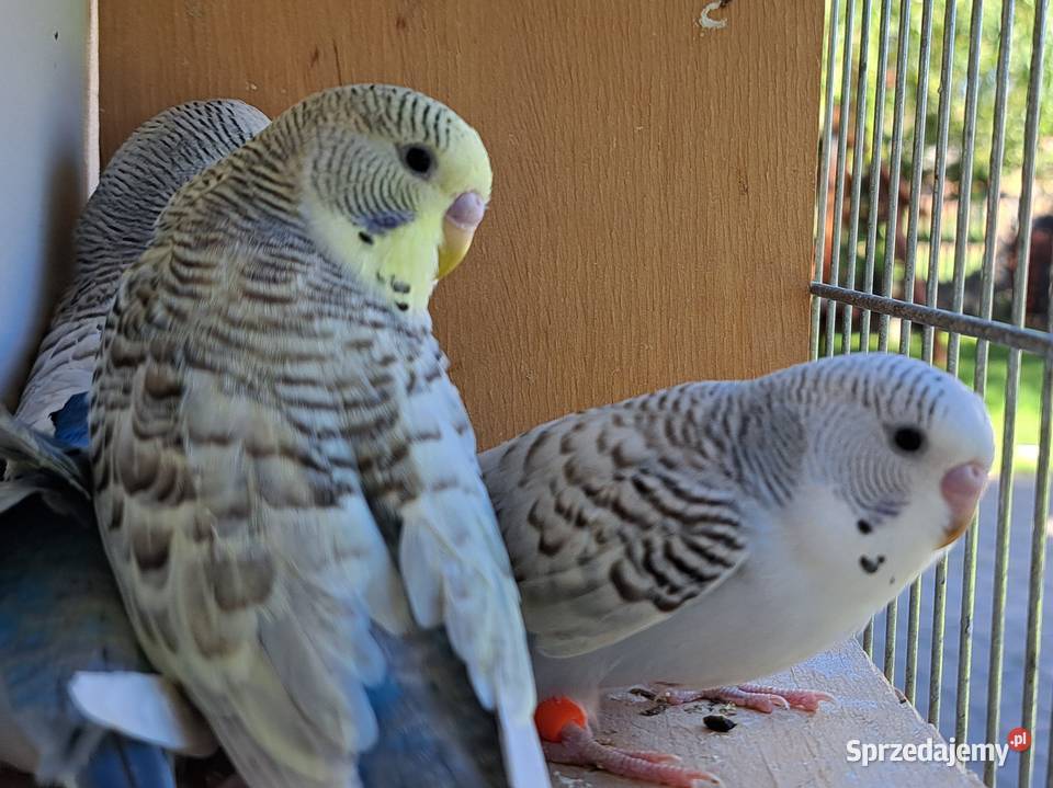 Papugi papużki faliste TCB Łask