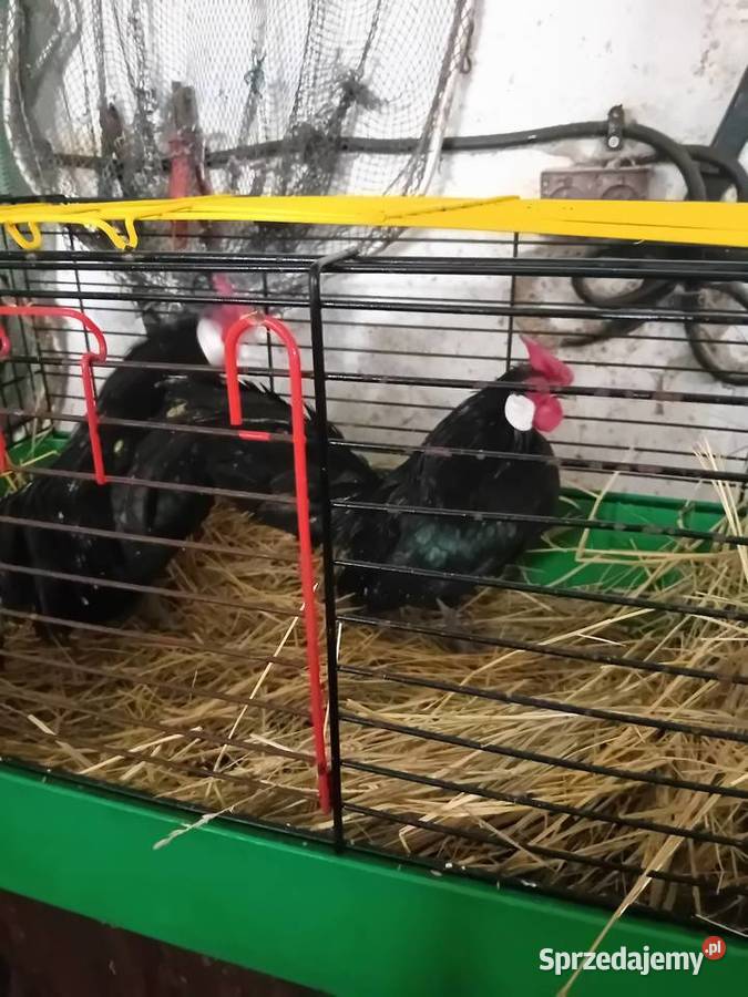 bantamki Wawrzeńczyce