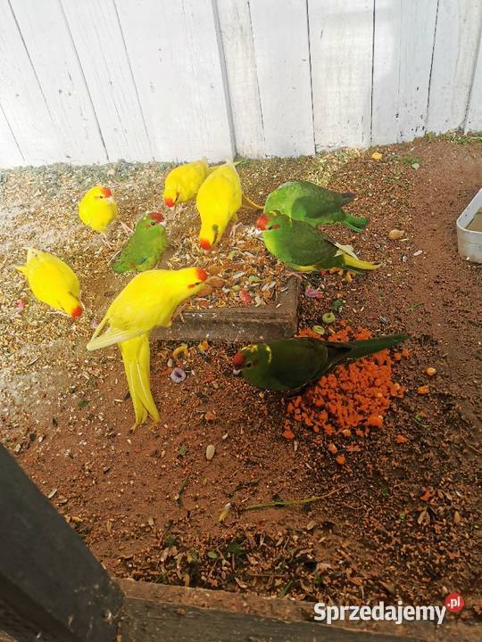 Ptaki z woliery zewnętrznej Maryszewice