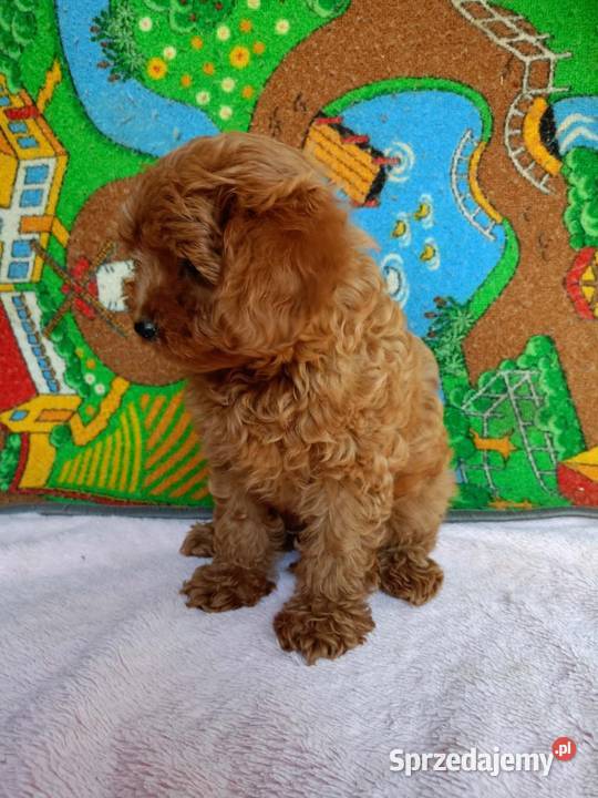 Cavapoo f1b małopolskie Miechów