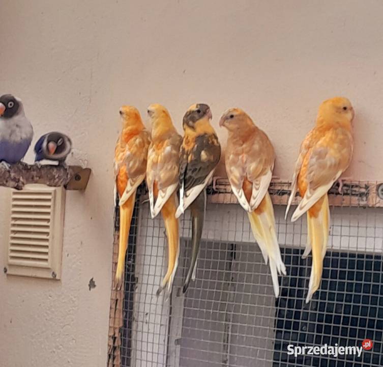 Sprzedam swiergotki nierozłączki nimfy faliste