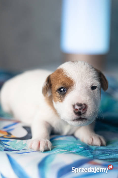 Gładkowłosa suczka ZKwP FCI Warszawa