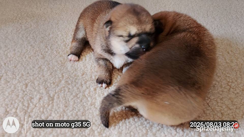 Rezerwacje na dwoje szczeniąt rasy Shiba Inu lubelskie Bychawka Trzecia