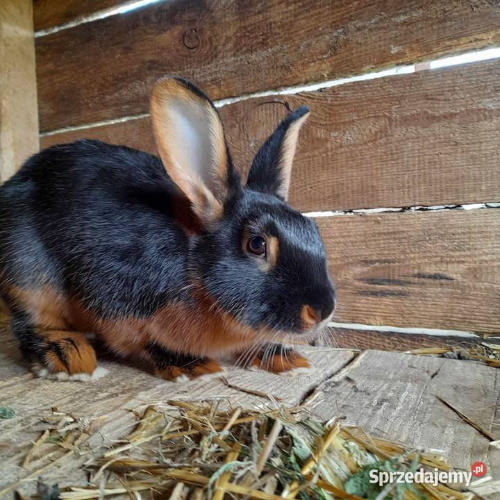 Królik czarny podpalany Rolnictwo