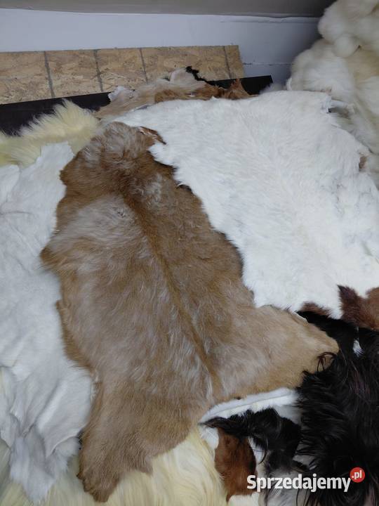PAKIET SKÓR Kozich 5 Sztuk Skóry kozie 2 Klasa Skóry Szaflary sprzedam