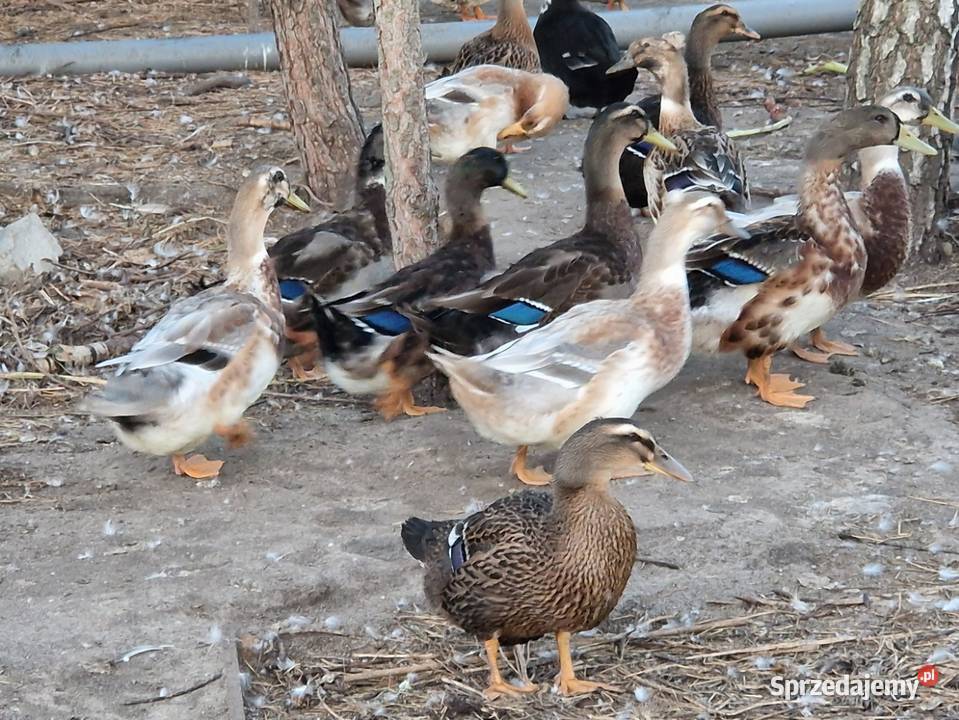 sprzedam kaczki staropolskie Krzymów sprzedam