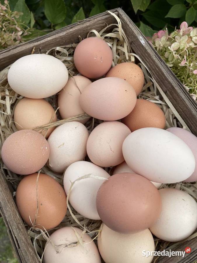 Sprzedam jaja wiejskie z wolnego wybiegu Przybranowo