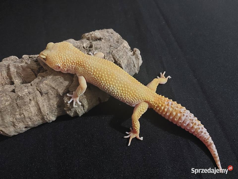 Gekony lamparcie gekon samica Reda