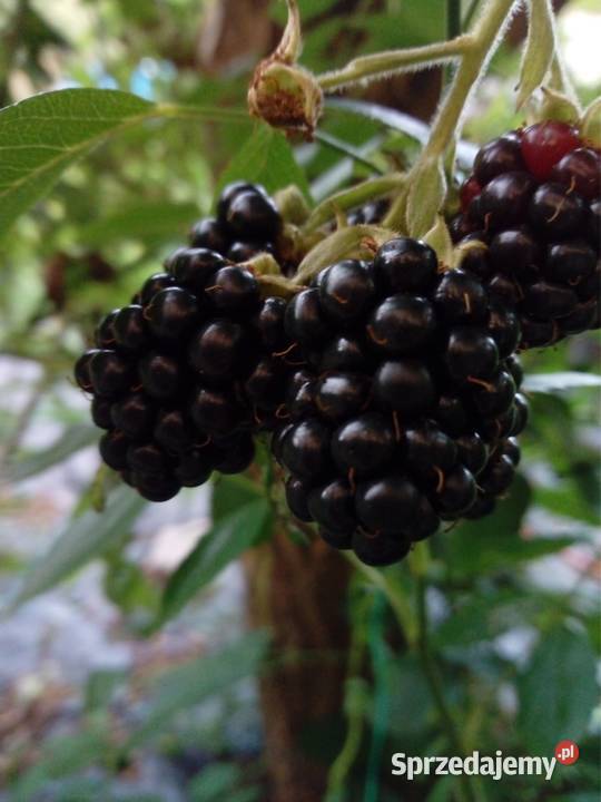 Jeżyna bezkolcowa Aleksandrów Łódzki