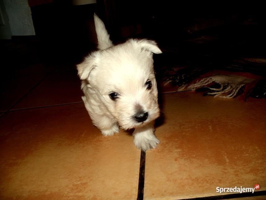 West Highland White Terrier pieski Psy Szczecin