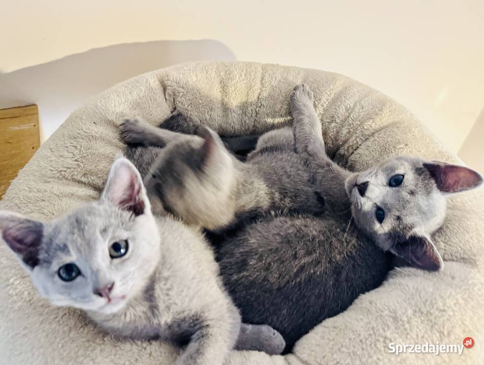 Koty rosyjskie niebieskie Koty Gniezno