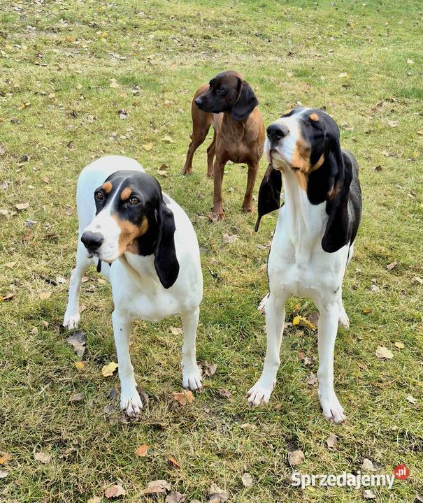 Gończy Berneński w Polsce Pozostałe Żyrardów