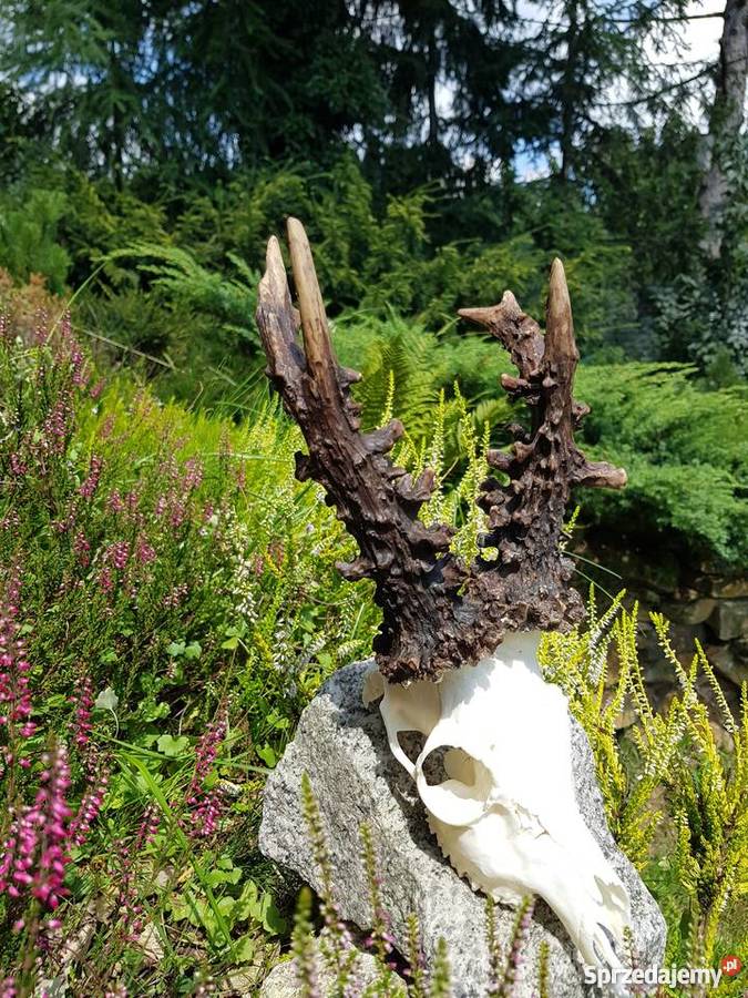 Parostki kopie mocny Węgier Orzesze