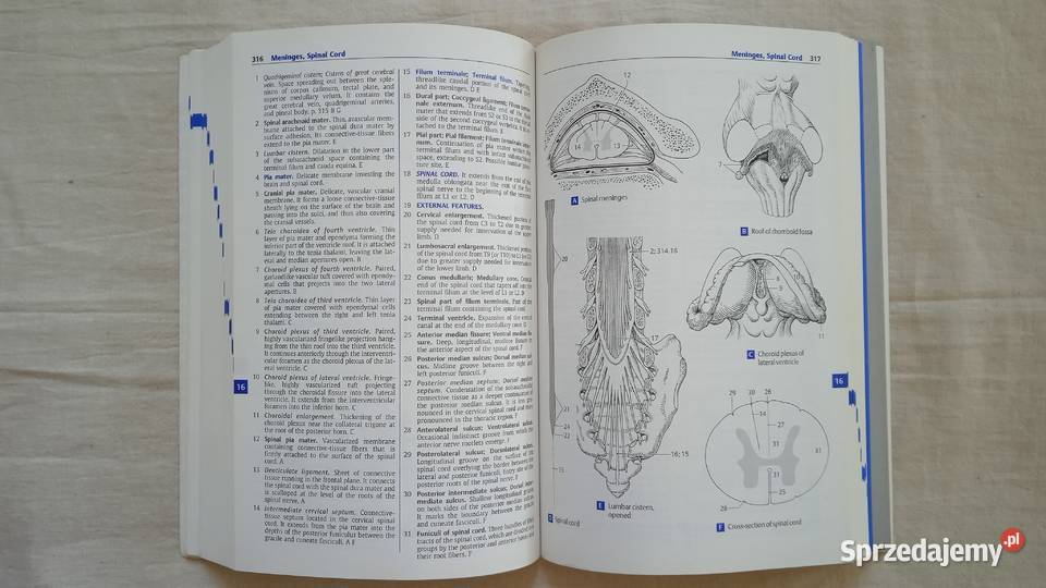 Pocket atlas Human Anatomy W Daubler Warszawa