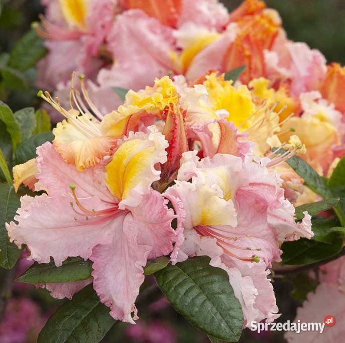 Azalia Wielkokwiatowa piękne kolory WIOSNĄ Knurów sprzedam