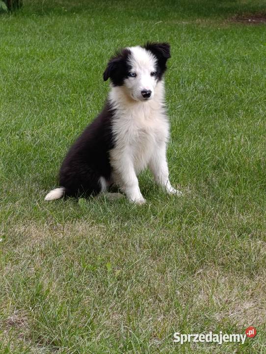 Border Collie Suczka.Badania genetyczne rodziców