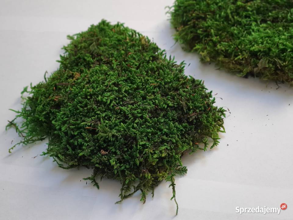Mech Płaski PREMIUM Natural Green Karton 600g Czarków