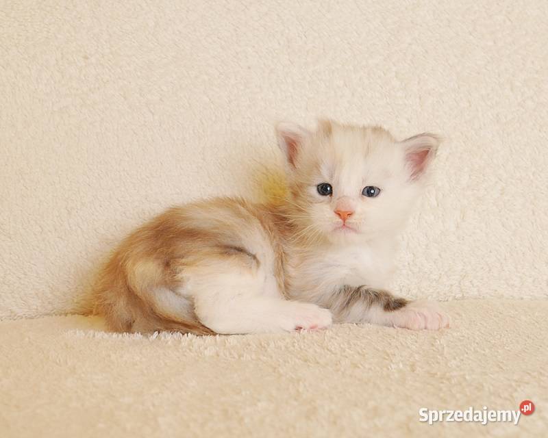 Śliczna koteczka Maine Coon LEGALNA HODOWLA