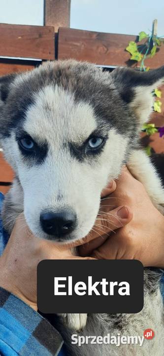 Szczeniaki syberiany husky Reda